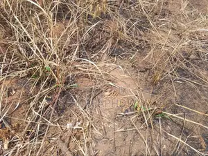 128 Hectare of Land for Sale at Amamkpaka Ugwuogo Nike at 1.7m Per Plot