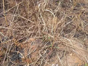 128 Hectare of Land for Sale at Amamkpaka Ugwuogo Nike at 1.7m Per Plot