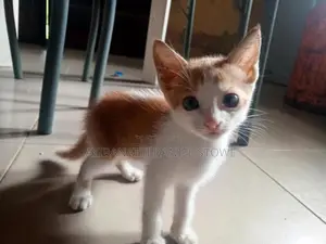 1-3 months Male Purebred Cat