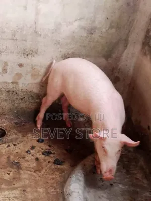 Pigs for Sale
