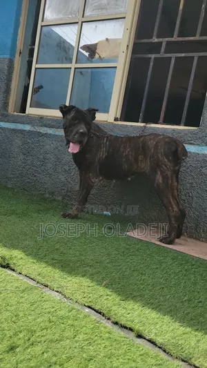 1+ year Female Purebred Cane Corso