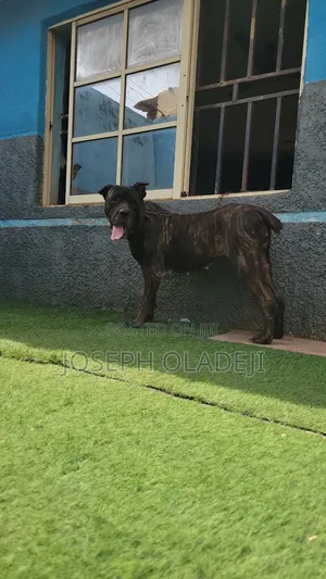1+ year Female Purebred Cane Corso