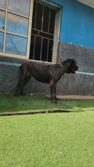 1+ year Female Purebred Cane Corso
