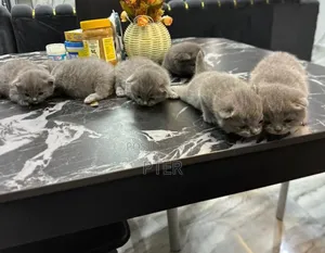 3-6 months Male Purebred British Shorthair