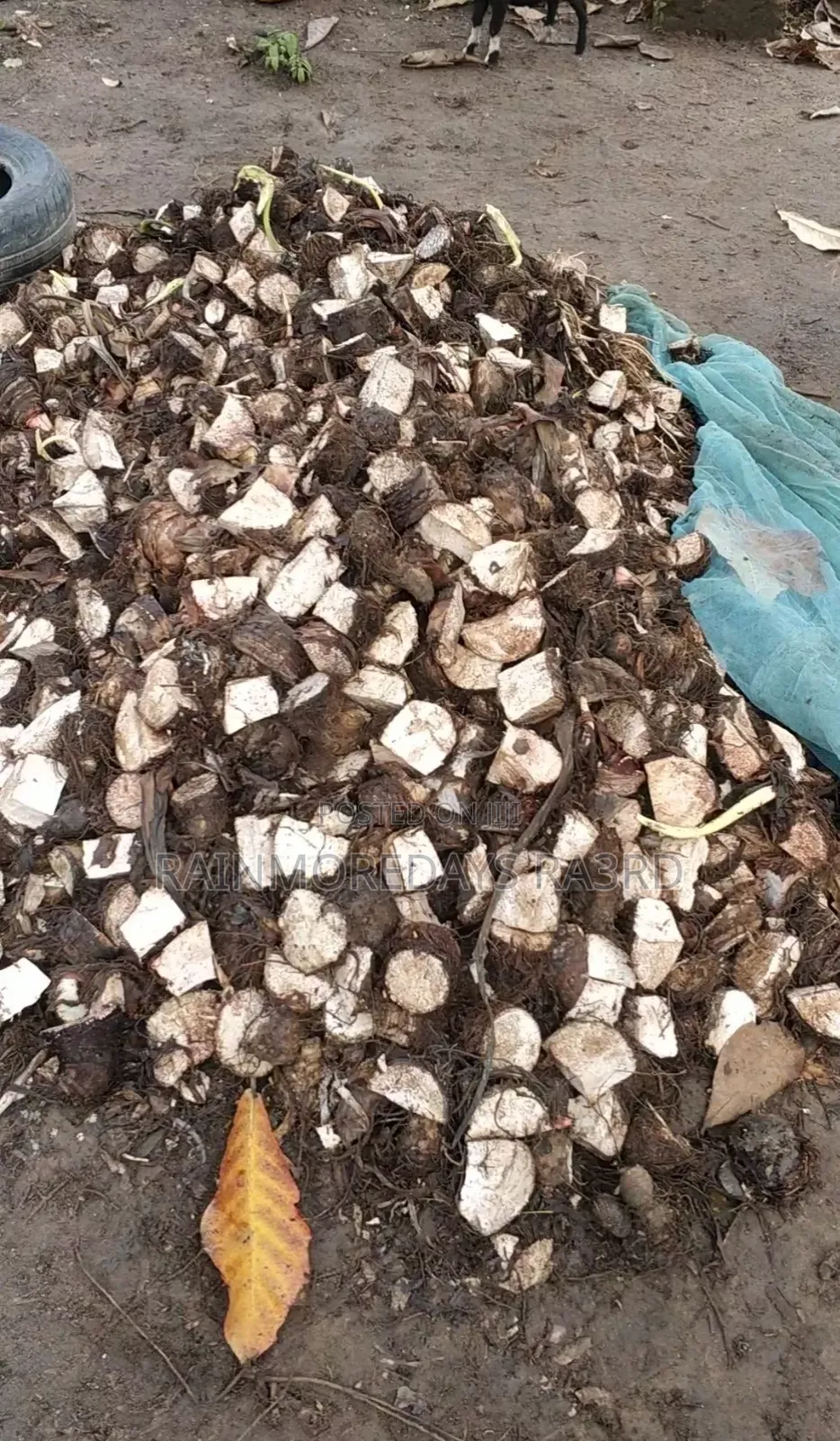 Cocoyam Suckers/Corms