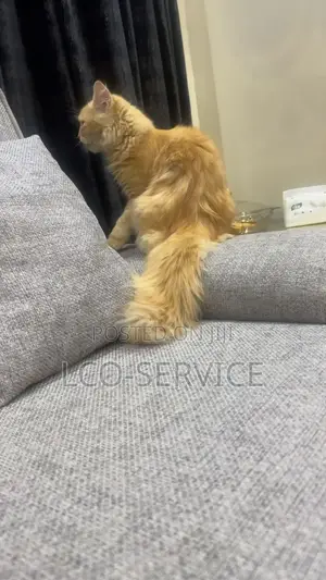 3-6 months Male Purebred Persian