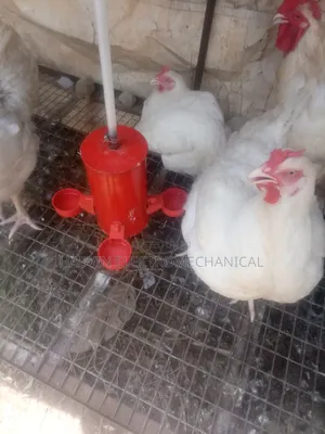 Automatic Drinker