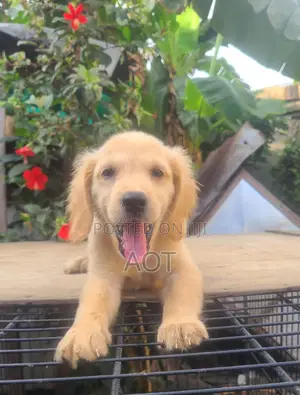 1-3 months Female Purebred Golden Retriever