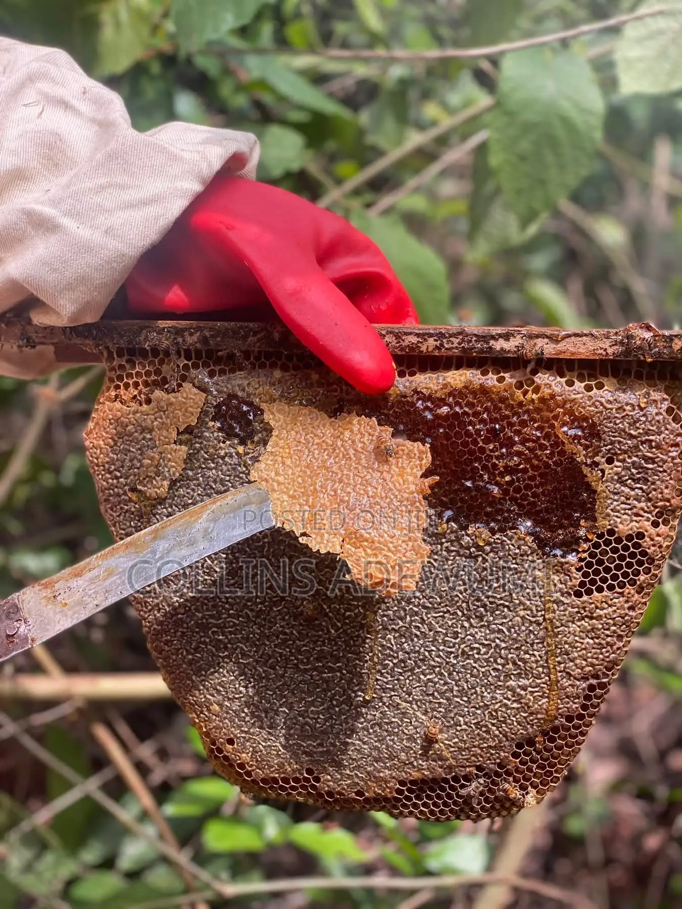 Raw Honey No Sugary Just Pure