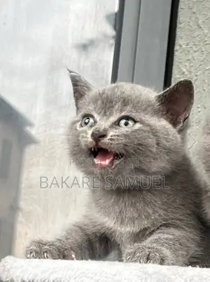 1-3 months Male Purebred British Shorthair