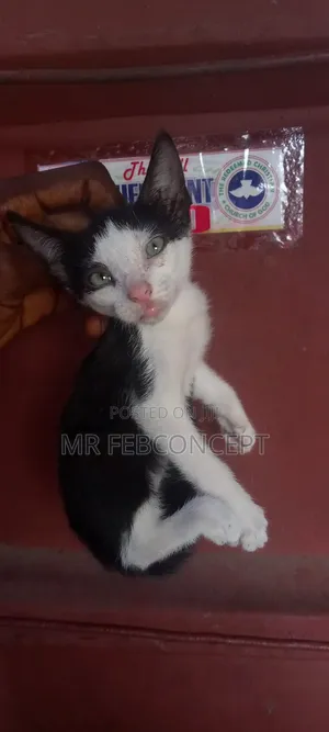 1-3 months Male Mixed Breed American Shorthair
