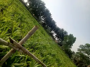 Certified Malaysia Supergene Palm Oil Seedlings Available.