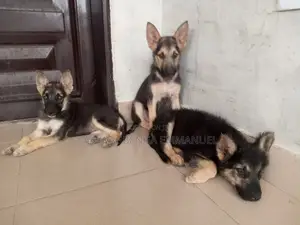 1-3 months Female Purebred German Shepherd