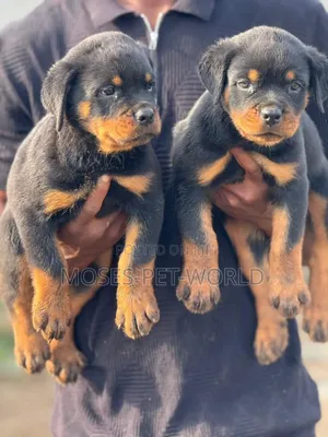 1-3 months Female Purebred Rottweiler