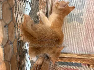 1-3 months Female Purebred American Shorthair