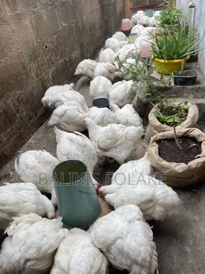 Organic Broiler Chicken