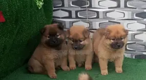 1-3 months Female Purebred Chow Chow