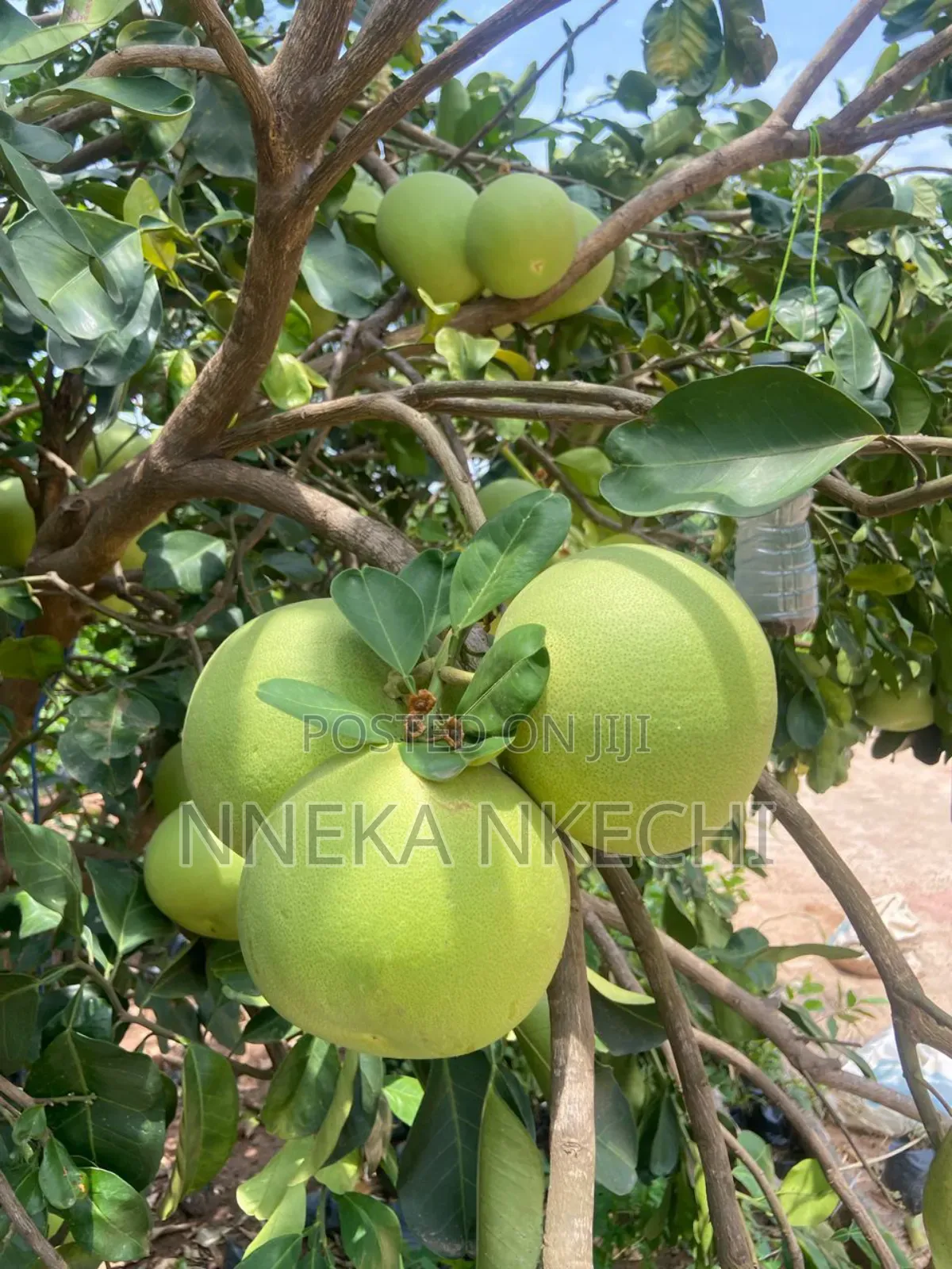 Guava Seedlings
