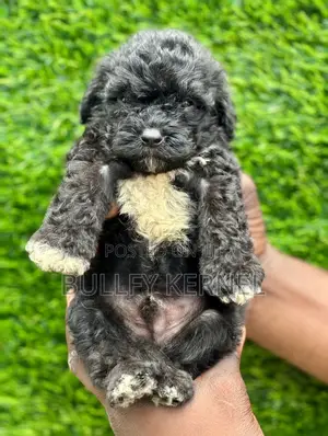 1-3 months Female Purebred Poodle
