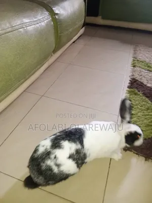 Adult Female Rabbit