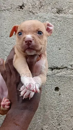 1-3 months Male Purebred American Pit Bull Terrier