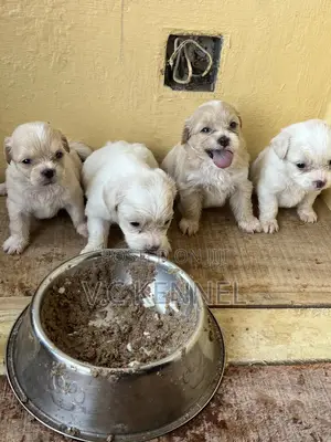 1-3 months Female Purebred Lhasa Apso