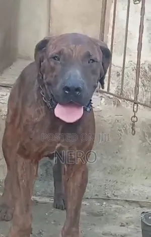 1+ year Male Purebred Boerboel