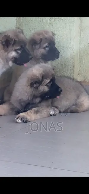 1-3 months Male Purebred Caucasian Shepherd