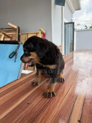 1-3 months Female Purebred Rottweiler