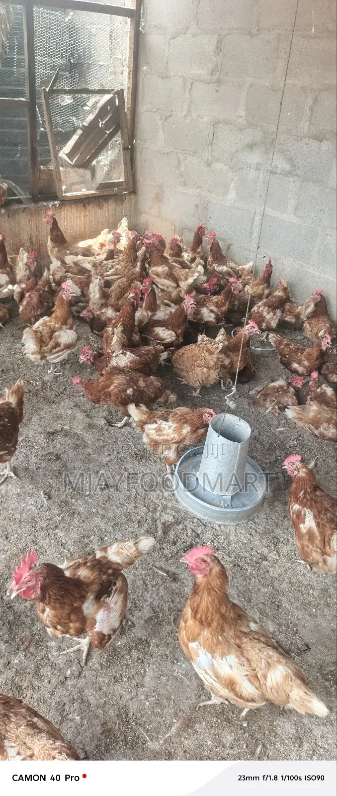 Old Layers Chicken