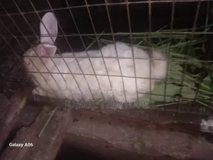 Owooluwa Livestock Care