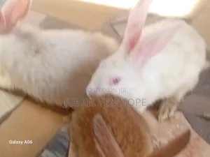 Owooluwa Livestock Care