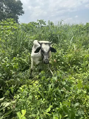 Farming Land