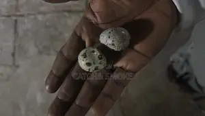 Quail Egg Fertilize