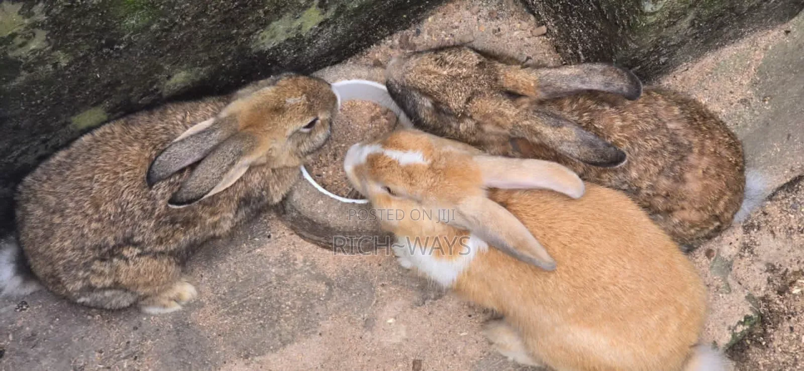 Huge Matured Rabbits Available