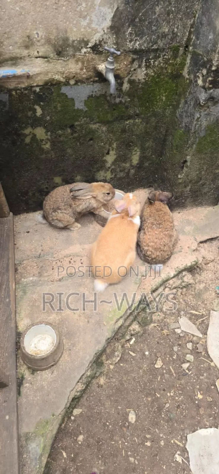 Huge Matured Rabbits Available