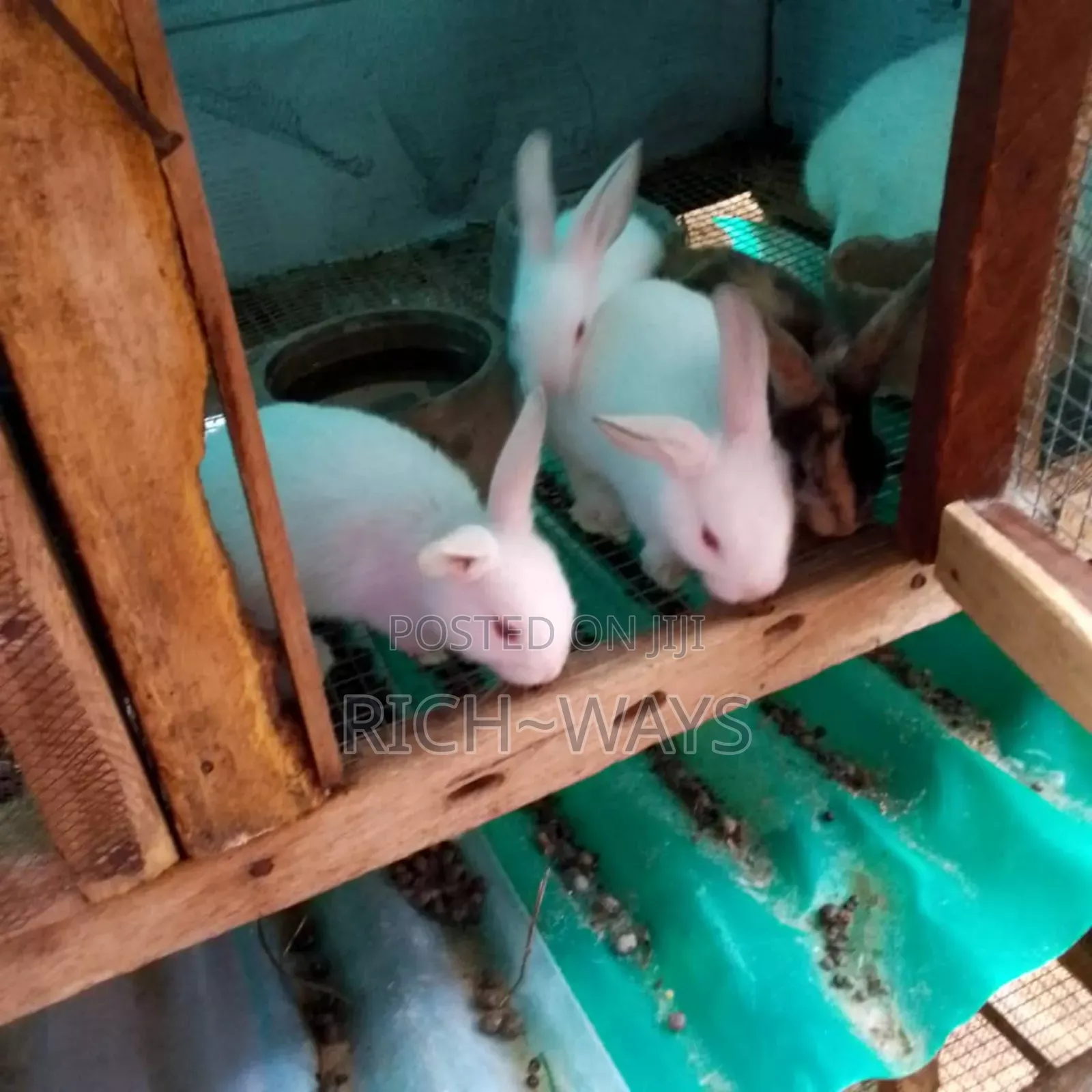 Home Pet Rabbits Just for U