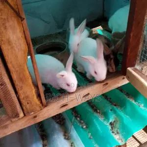 Home Pet Rabbits Just for U