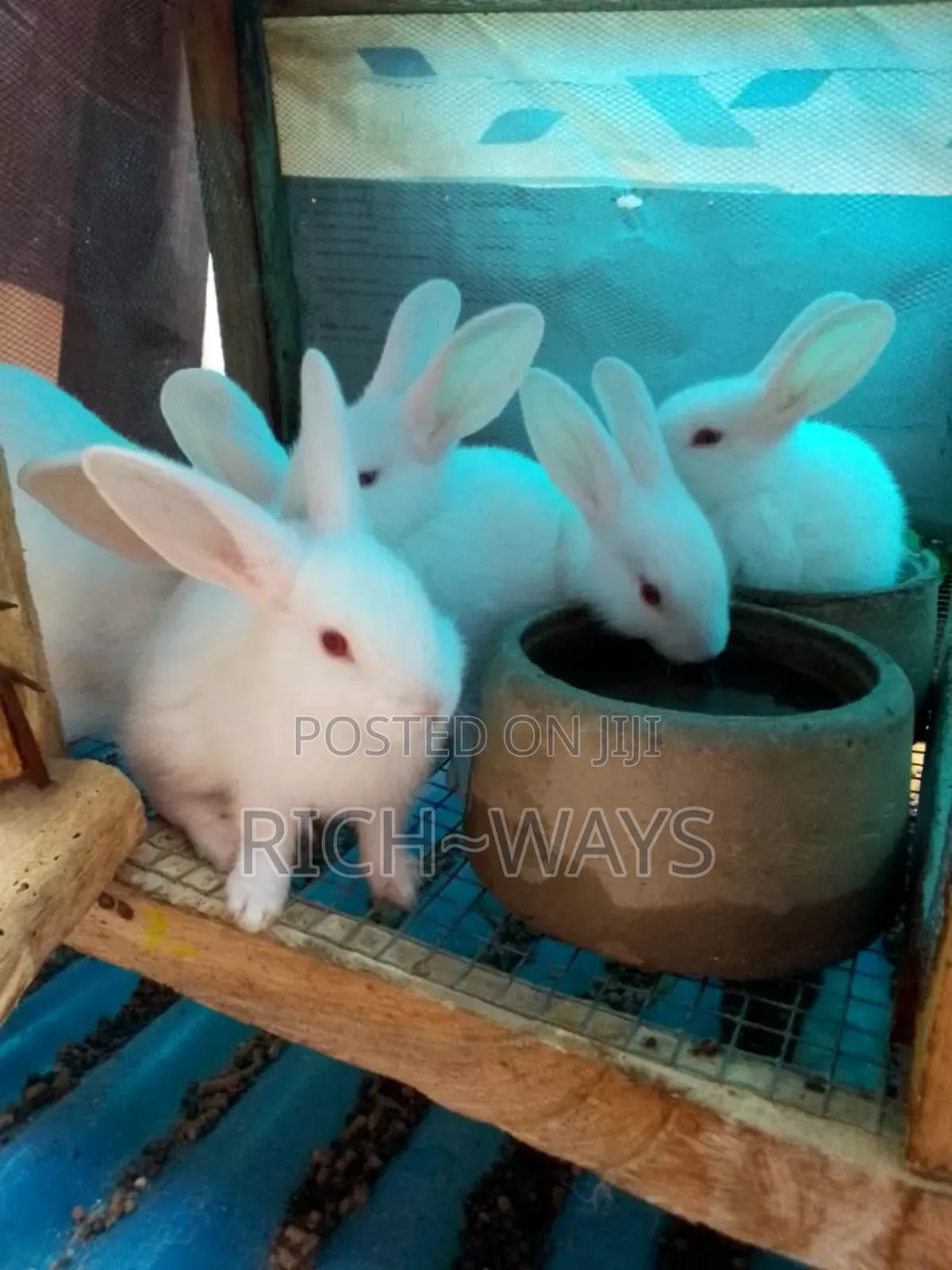 Home Pet Rabbits Just for U
