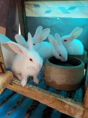 Home Pet Rabbits Just for U