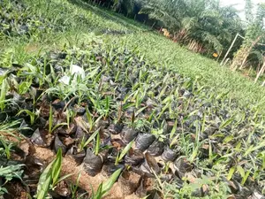Fast Growth Early Fruiting (2–3 Years)
 Strong and Disease-Resista