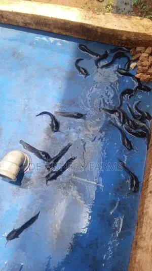 Jumbo, Juvenile, Fingerlings