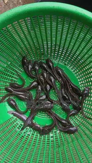 Catfish Fingerlings and Post Fingerlings