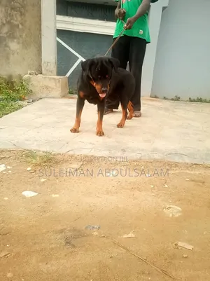 1+ year Male Purebred Rottweiler