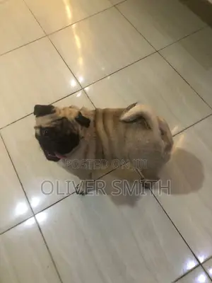 1+ year Male Purebred Pug