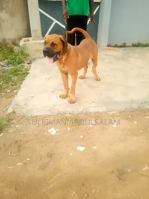 1+ year Male Purebred Boerboel