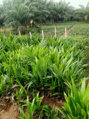 Upgrade Your Farm With Malaysia Supergene Seedlings Farmer Choice
