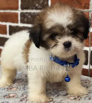 1-3 months Female Purebred Lhasa Apso