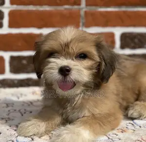 1-3 months Female Purebred Lhasa Apso