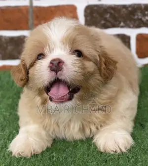 1-3 months Female Purebred Lhasa Apso
